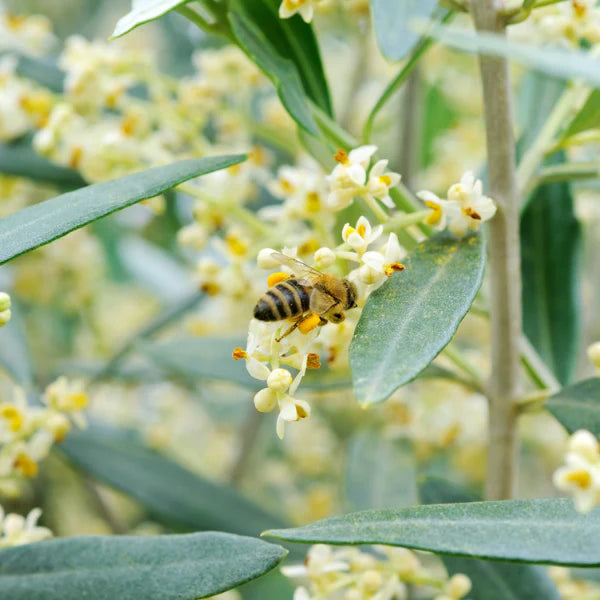 🌿 Olive Blossom Honey
Pure & Rare Honey from the Olive Forests of Punjab, Pakistan
🌼 Nectar Source
Wild Olive Flowers
