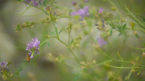 🌲 Organic Black Forest Honey

From the Juniper Forests of Ziarat Valley, Balochistan (Pakistan)

🌼 Nectar Source

Wild Juniper flowers, Cinnamon flowers, and Lavender flowers